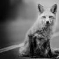 VladFox
