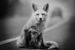 VladFox